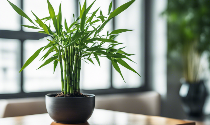 Comment planter un jeune plant de bambou en pot