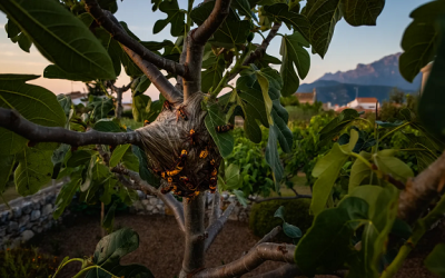 Nid de frelon asiatique dans un jardin catalan près de Perpignan en 2026