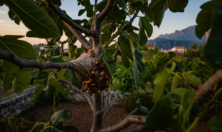Nid de frelon asiatique dans un jardin catalan près de Perpignan en 2026