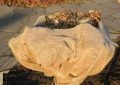 ALT: Un sac de jute protège une plante au sol pavé