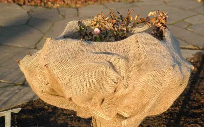 ALT: Un sac de jute protège une plante au sol pavé