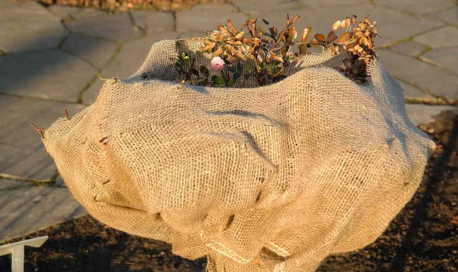 Housse d&rsquo;hivernage sur une plante en pot déjà mouillée : que faire ?