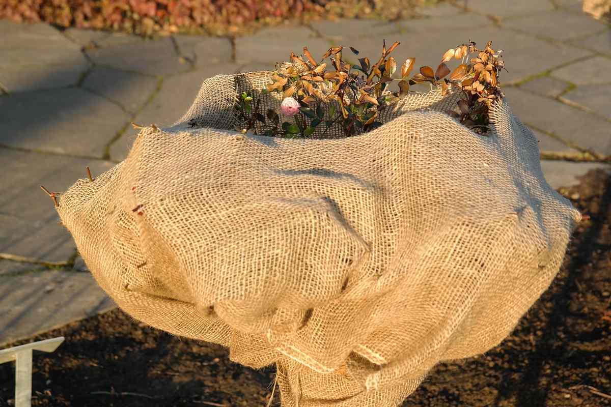 ALT: Un sac de jute protège une plante au sol pavé